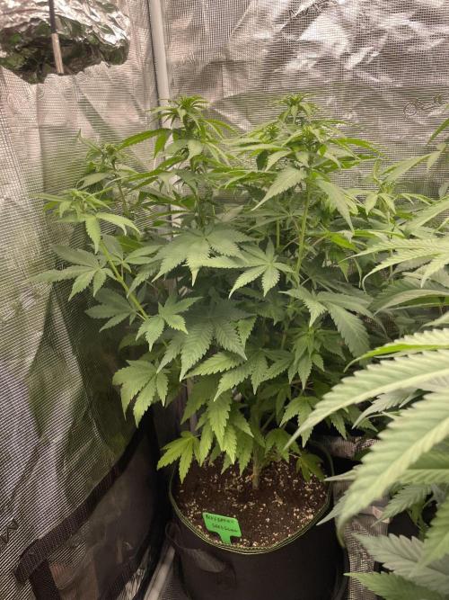 Blueberry. Week 8