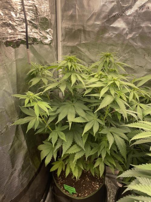 Blueberry. Week 8