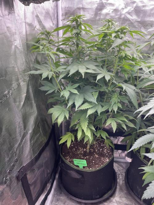 Blueberry. Week 8