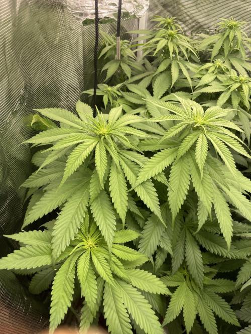 Cherry 🍒 Dream 💭. Week 8