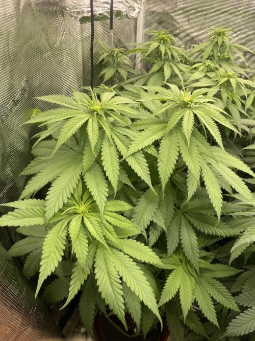 Cherry 🍒 Dream 💭. Week 8