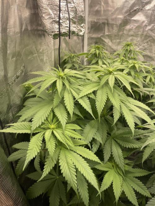 Cherry 🍒 Dream 💭. Week 8