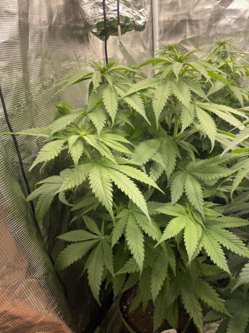 Cherry 🍒 Dream 💭. Week 8