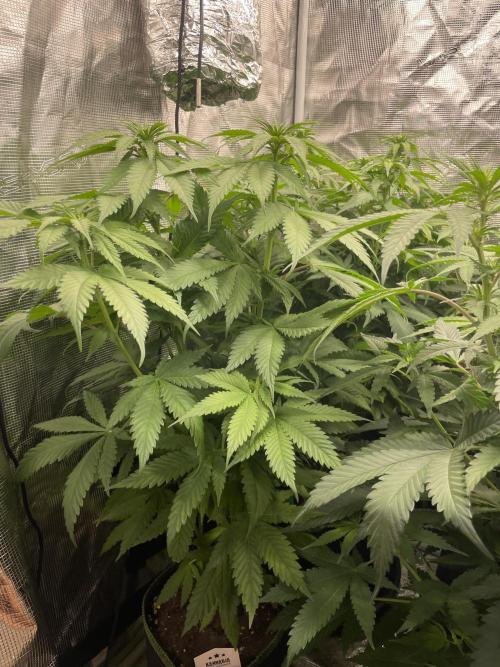 Cherry 🍒 Dream 💭. Week 8