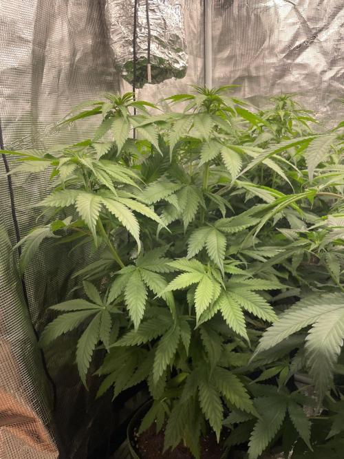 Cherry 🍒 Dream 💭. Week 8