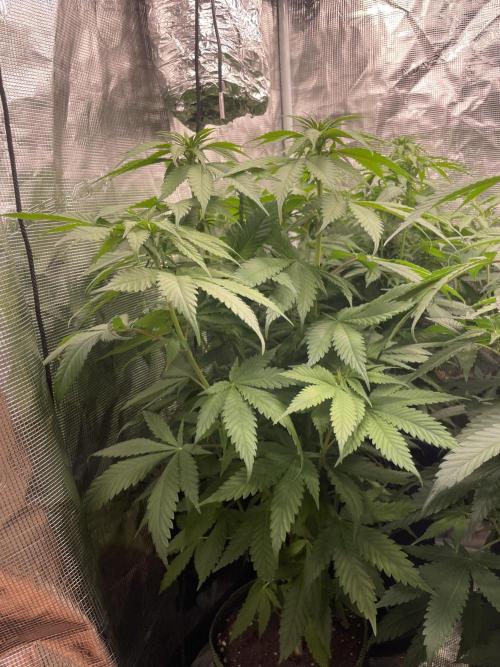 Cherry 🍒 Dream 💭. Week 8