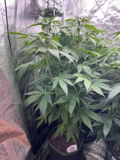 Cherry 🍒 Dream 💭. Week 8