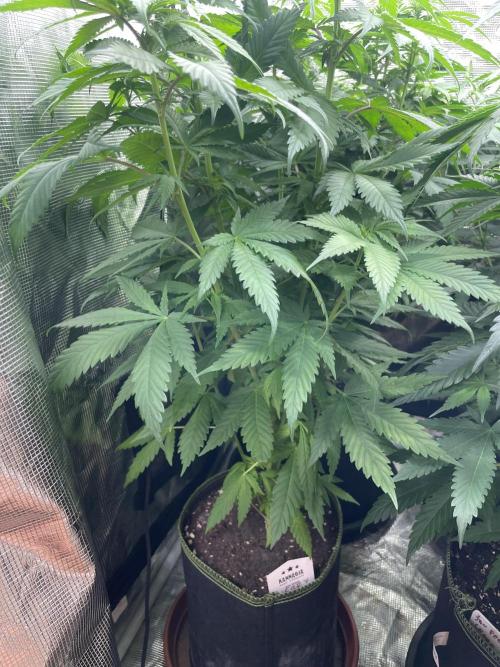 Cherry 🍒 Dream 💭. Week 8