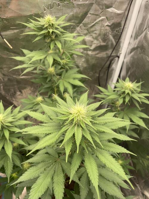 Mexican rush. Week 9
