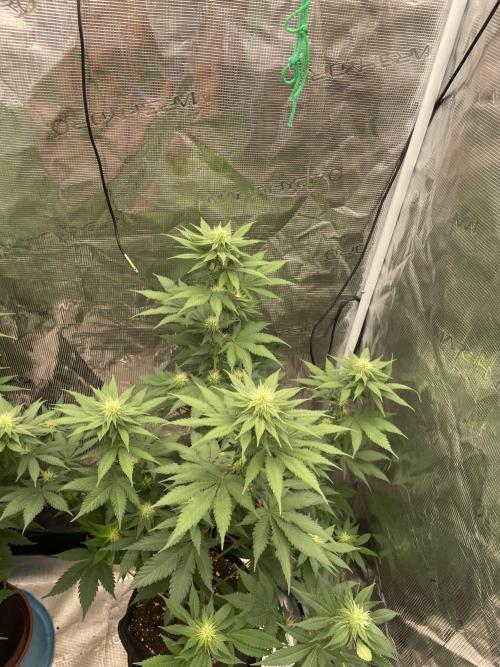 Mexican rush. Week 9