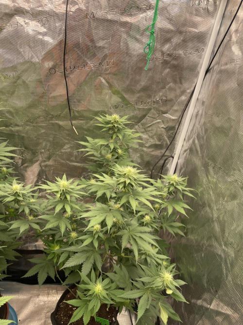 Mexican rush. Week 9