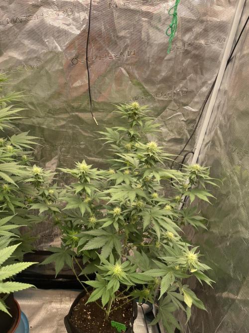 Mexican rush. Week 9