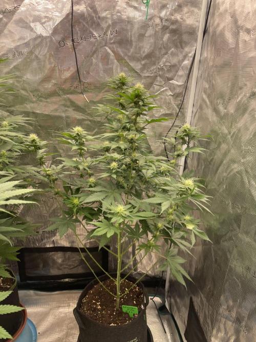 Mexican rush. Week 9
