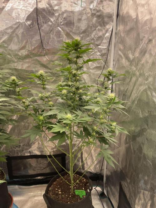 Mexican rush. Week 9