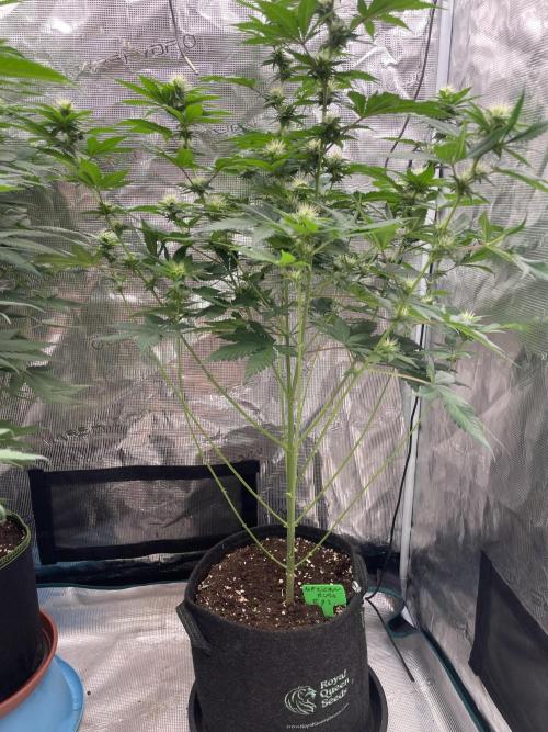 Mexican rush. Week 9