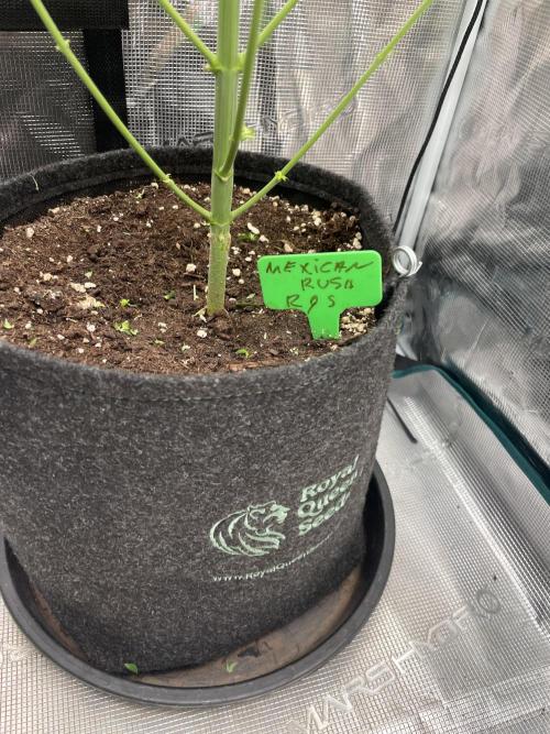 Mexican Rush. Week 9