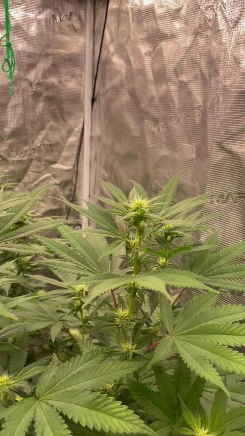 C.C.G / O.S.S Grow Event Citrus Slurp