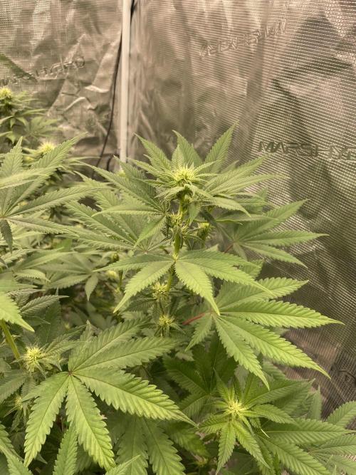 C.C.G / O.S.S Grow Event Citrus Slurp. Week 10