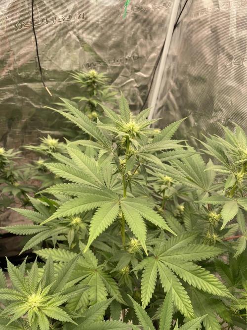 C.C.G / O.S.S Grow Event Citrus Slurp. Week 10