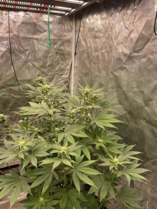 C.C.G / O.S.S Grow Event Citrus Slurp. Week 10