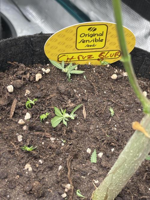 C.C.G / O.S.S Grow Event Citrus Slurp. Week 10