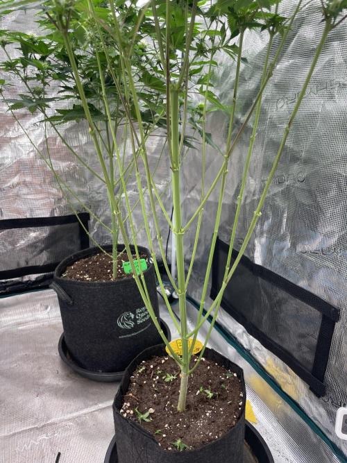 C.C.G / O.S.S Grow Event Citrus Slurp. Week 10