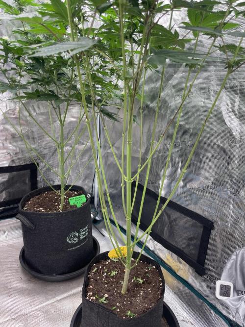C.C.G / O.S.S Grow Event Citrus Slurp. Week 10