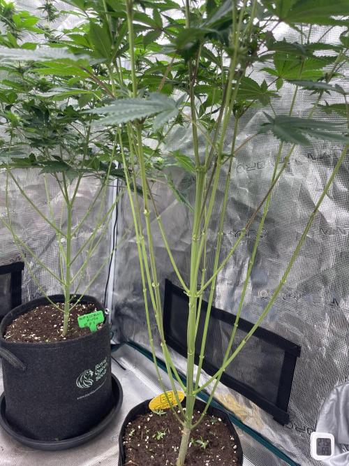 C.C.G / O.S.S Grow Event Citrus Slurp. Week 10