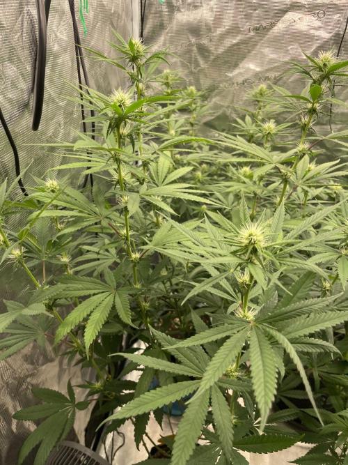 C.C.G / O.S.S Grow Event Poison cookies. Week 10