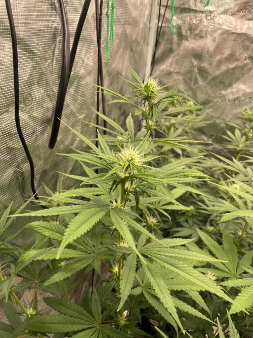 C.C.G / O.S.S Grow Event Poison cookies. Week 10