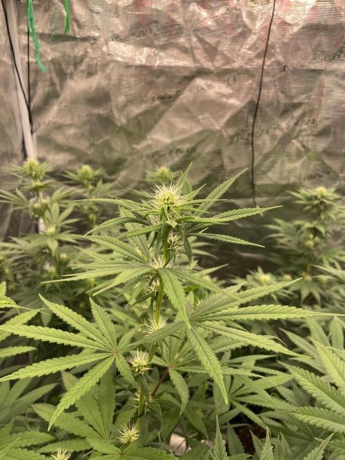 C.C.G / O.S.S Grow Event Poison cookies. Week 10
