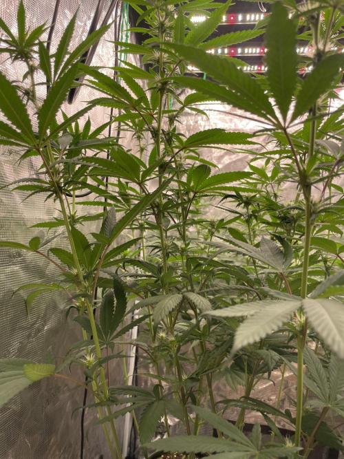 C.C.G / O.S.S Grow Event Poison cookies. Week 10