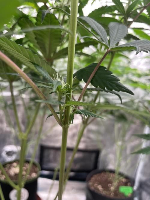 C.C.G / O.S.S Grow Event Poison cookies. Week 10