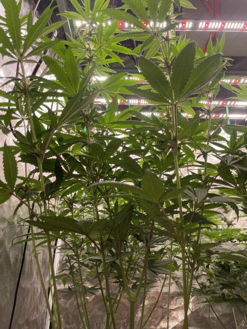 C.C.G / O.S.S Grow Event Poison cookies. Week 10
