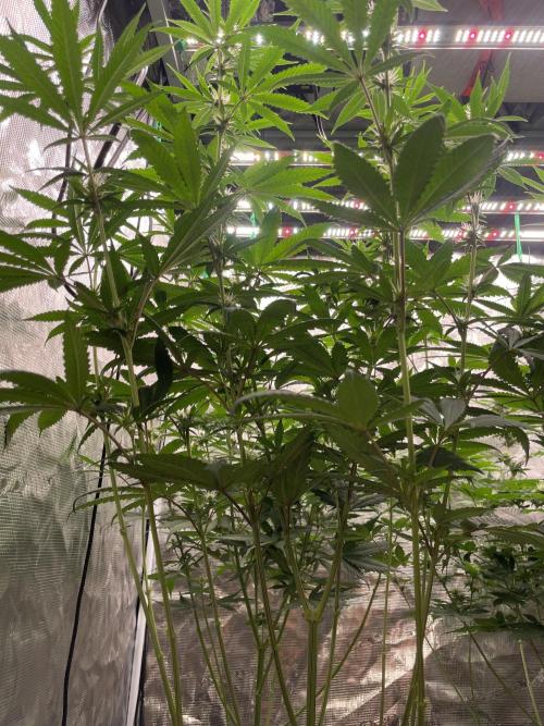 C.C.G / O.S.S Grow Event Poison cookies. Week 10