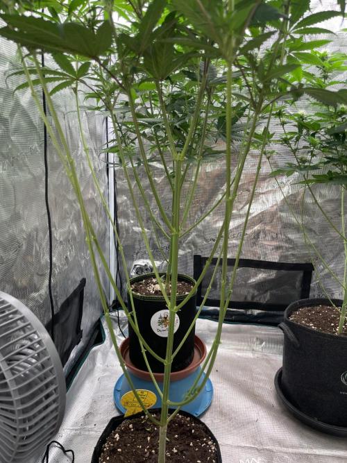 C.C.G / O.S.S Grow Event Poison cookies. Week 10