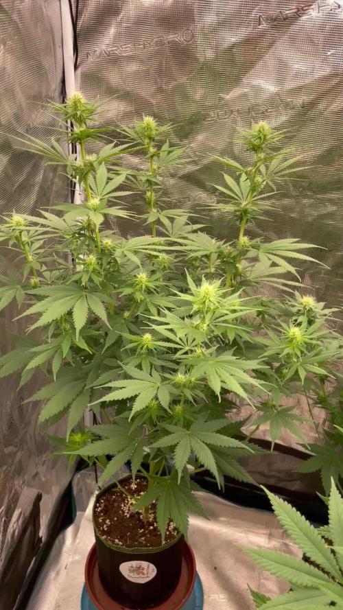 Northern lights