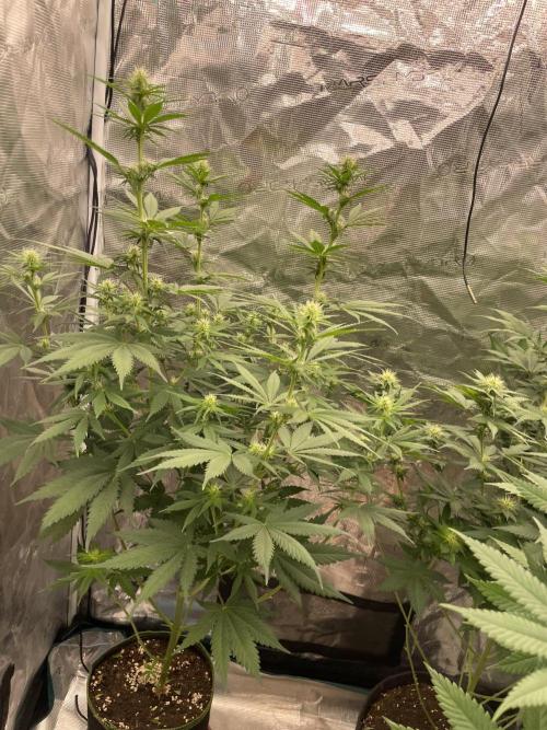 Northern lights. Week 9