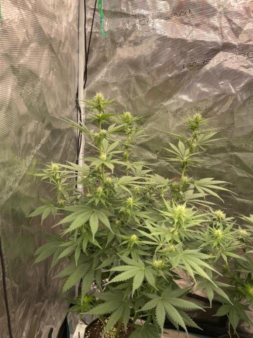 Northern lights. Week 9