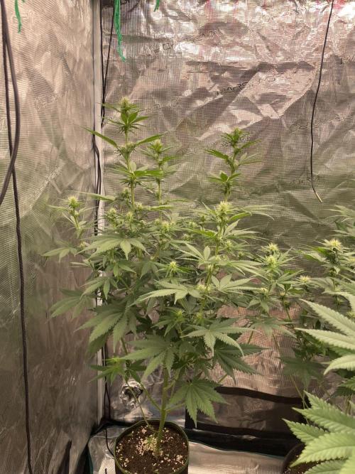 Northern lights. Week 9