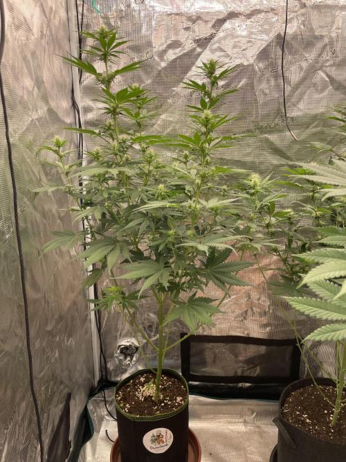 Northern lights. Week 9