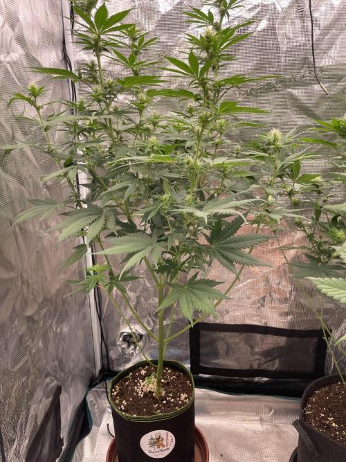 Northern lights. Week 9