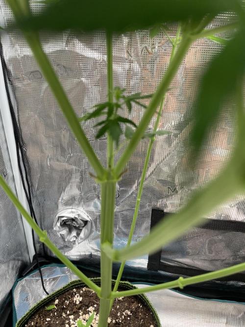 Northern lights. Week 9