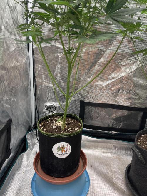 Northern lights. Week 9