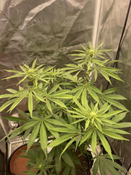 San Fernando lemon kush. Week 9