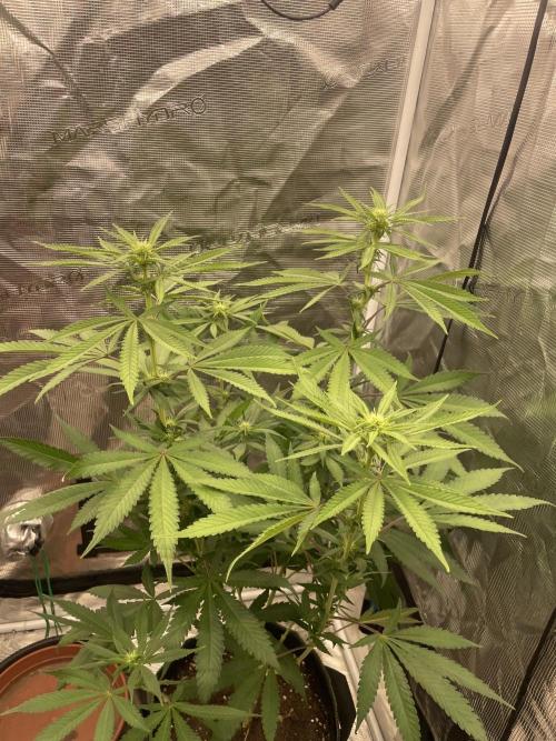 San Fernando lemon kush. Week 9