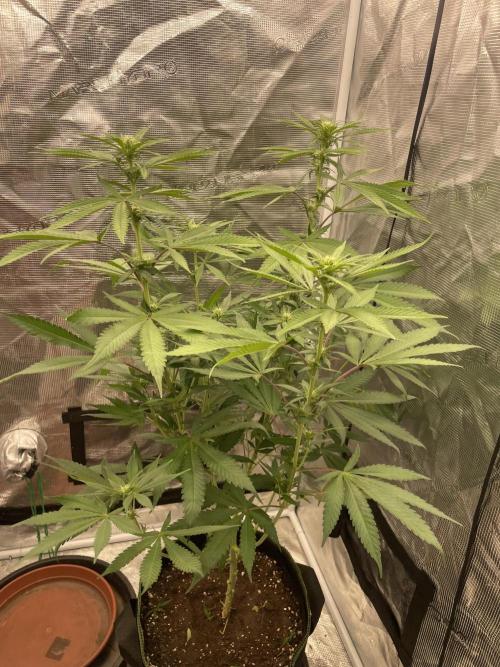 San Fernando lemon kush. Week 9