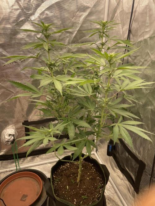 San Fernando lemon kush. Week 9