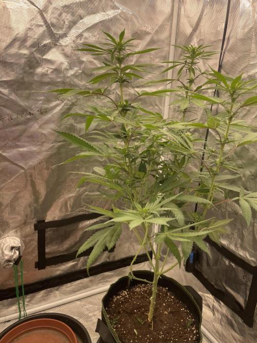 San Fernando lemon kush. Week 9