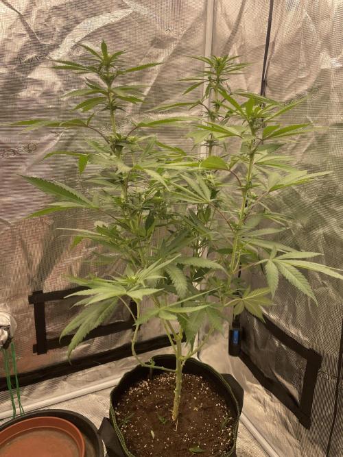 San Fernando lemon kush. Week 9